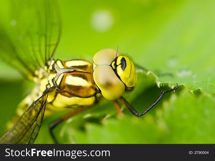 Green dragonfly on leave close