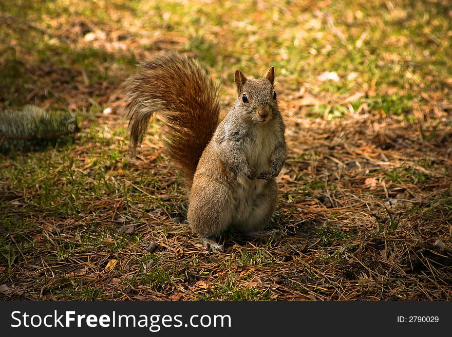 Photo of a cute squirrel taken at a park near my house. Photo of a cute squirrel taken at a park near my house.
