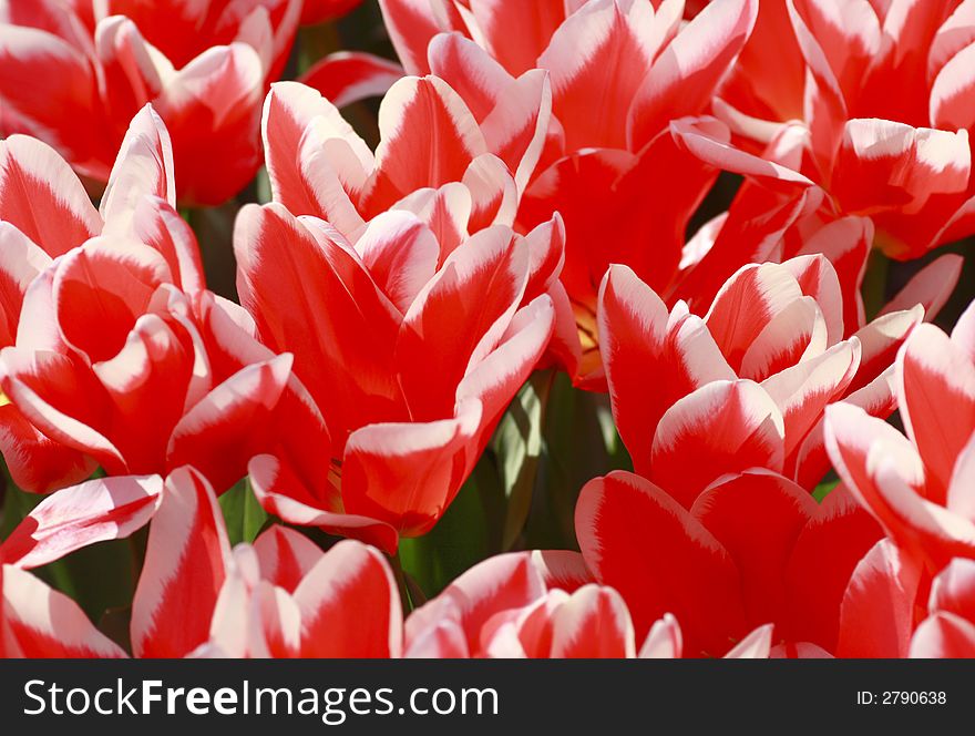 Red and White Tulips used as Background. Red and White Tulips used as Background.