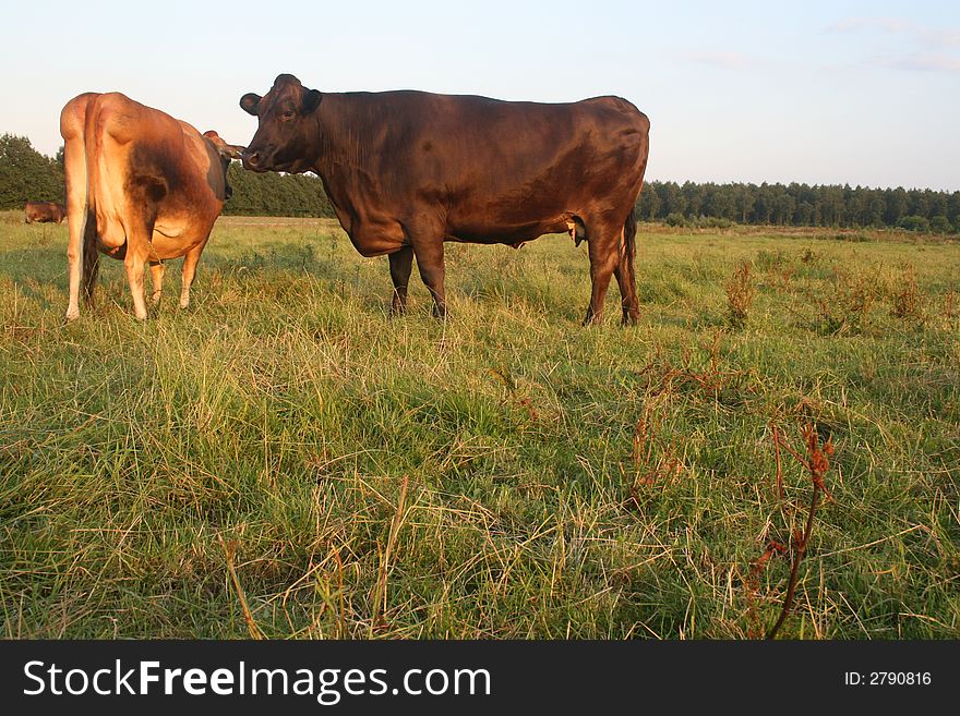 Jersey and Brown Swiss stand around in meadow. Jersey and Brown Swiss stand around in meadow