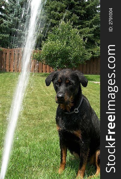 Wet Dog Rottweiler ready for the water hose.