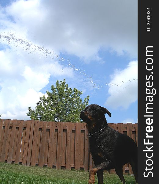 Water Playing Rottweiler