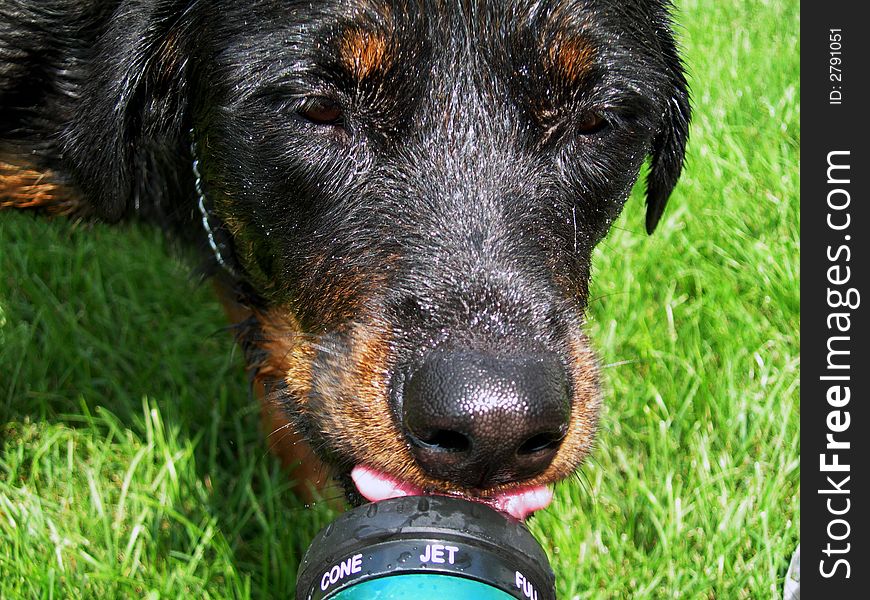 Rottweiler dog drinking from the water hose. Rottweiler dog drinking from the water hose.