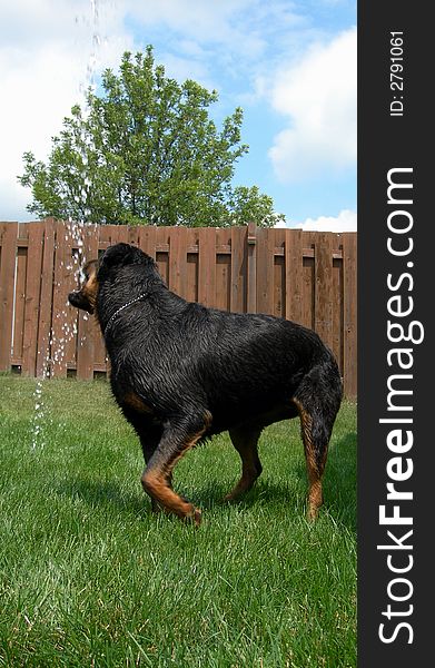 Rottweiler ready for the water hose. Rottweiler ready for the water hose.