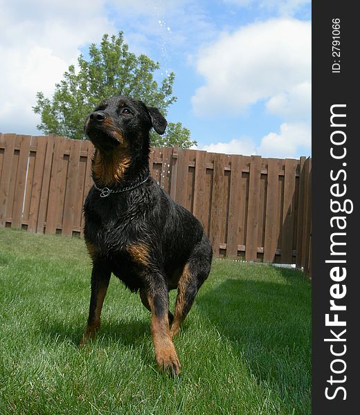Rottweiler ready for the water hose. Rottweiler ready for the water hose.