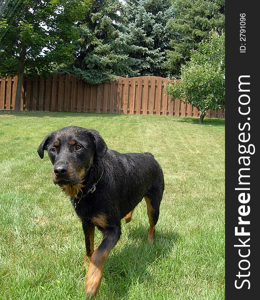 Rottweiler stalking the water hose. Rottweiler stalking the water hose.