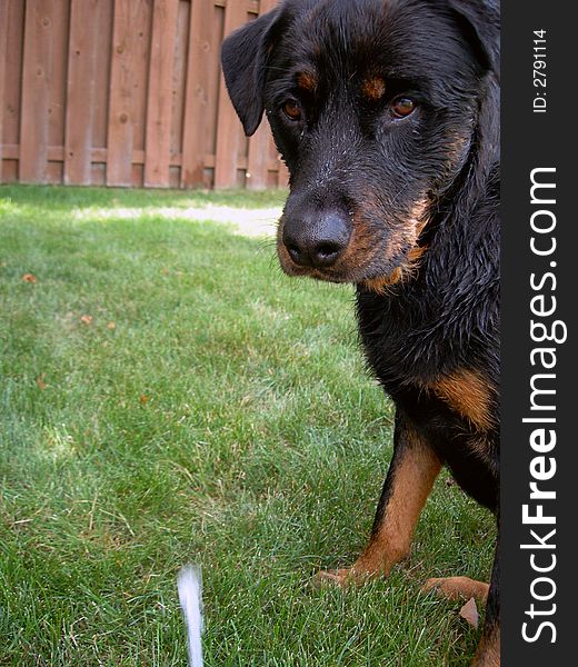 Wet Rottweiler Dog with room for Copy ad Space. Wet Rottweiler Dog with room for Copy ad Space.