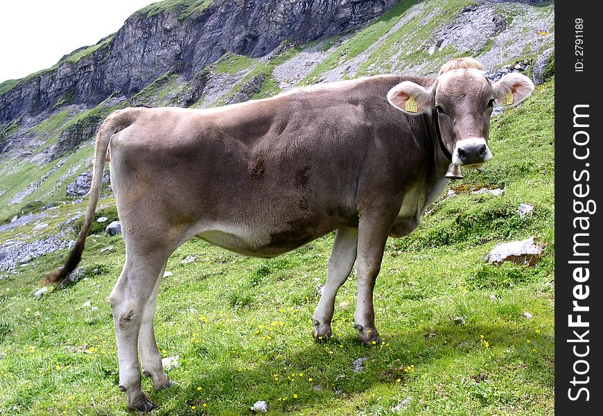 Cow 1