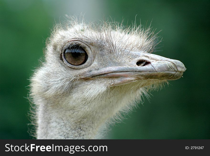 Face of an ostrich on green background