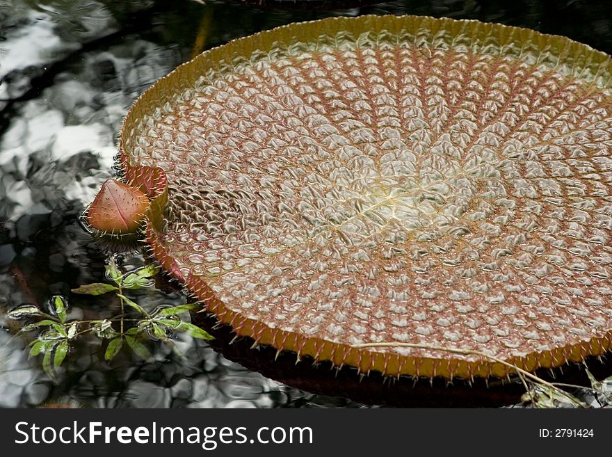 Prickly water lily lilypad on pond. Prickly water lily lilypad on pond