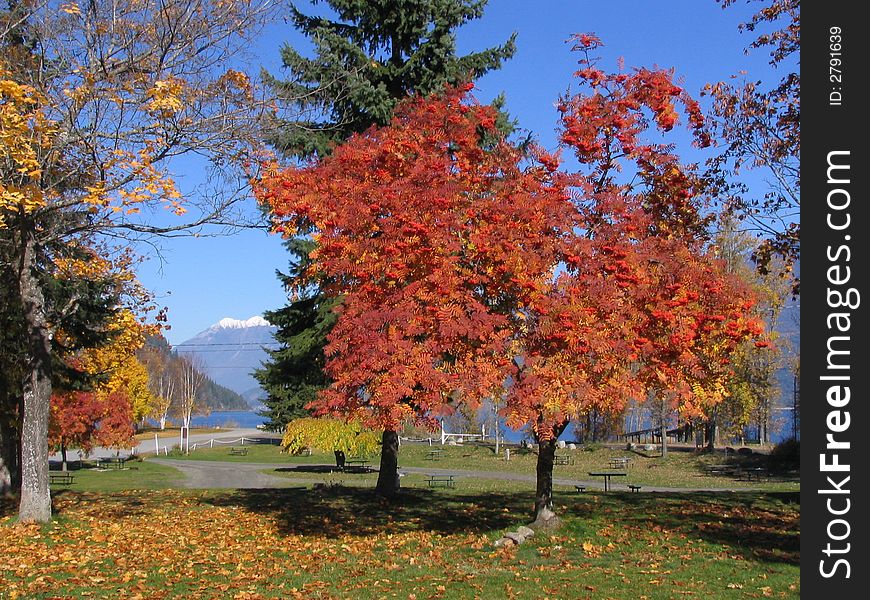 Trees in Colour in a Park in Kaslo BC Canada. Trees in Colour in a Park in Kaslo BC Canada