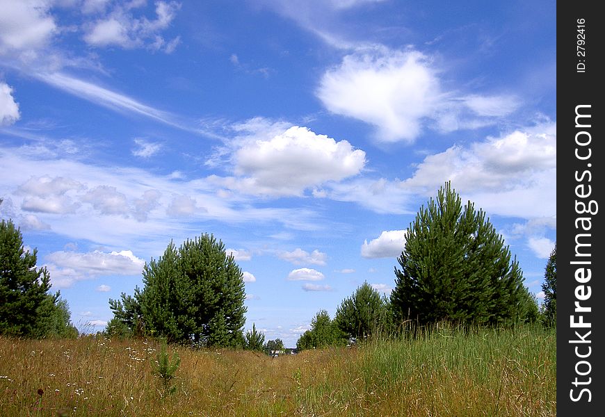 Trees grass over blue sky summer