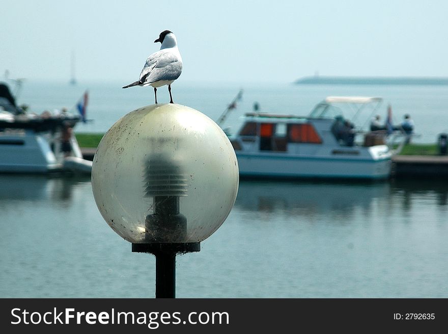 A small bird on top of a lamp post wondering around. A small bird on top of a lamp post wondering around