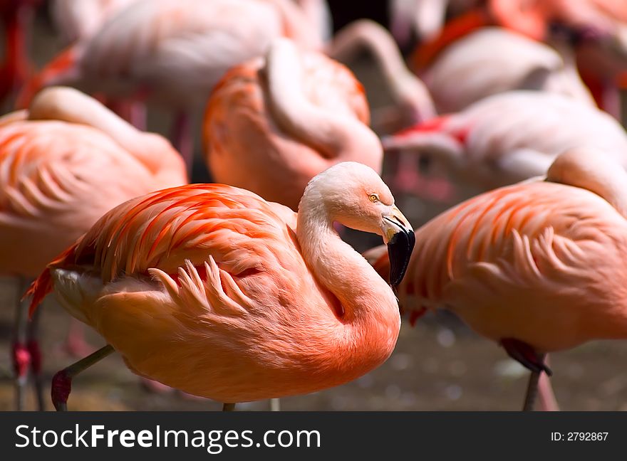 Colorfull Chilean Flamingos - Phoenicopterus chilensis