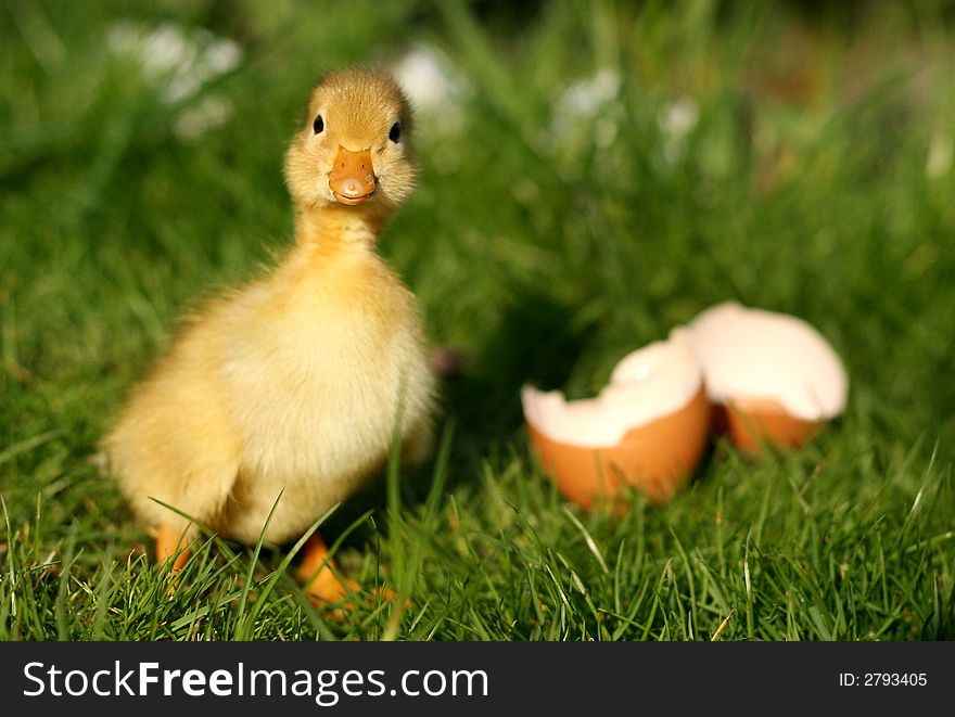 Little yellow duckling and broken egg in green grass. Little yellow duckling and broken egg in green grass