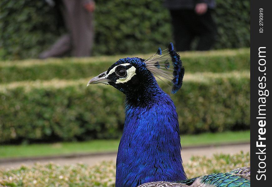 Head of peacock