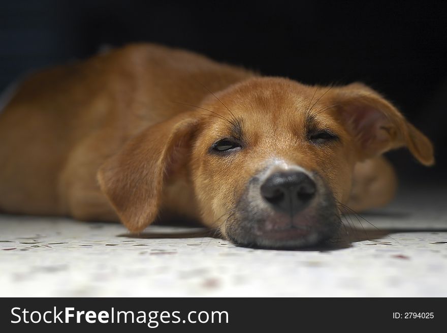 A very tired and exhausted brown puppy sleeping at home