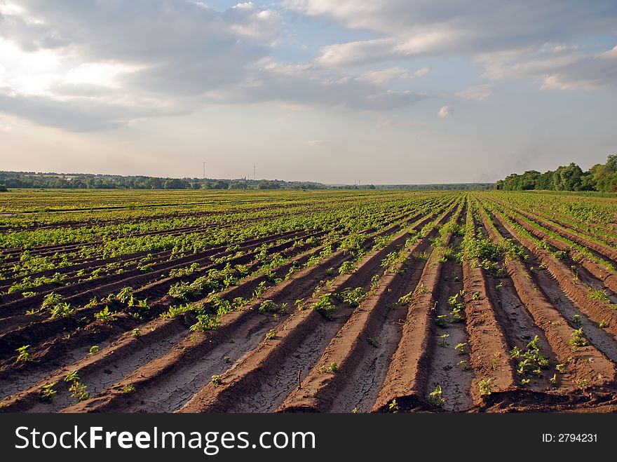 Giant tillage in russia, under Moscow