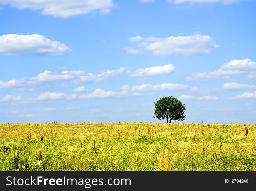 Solitary tree in the meadow