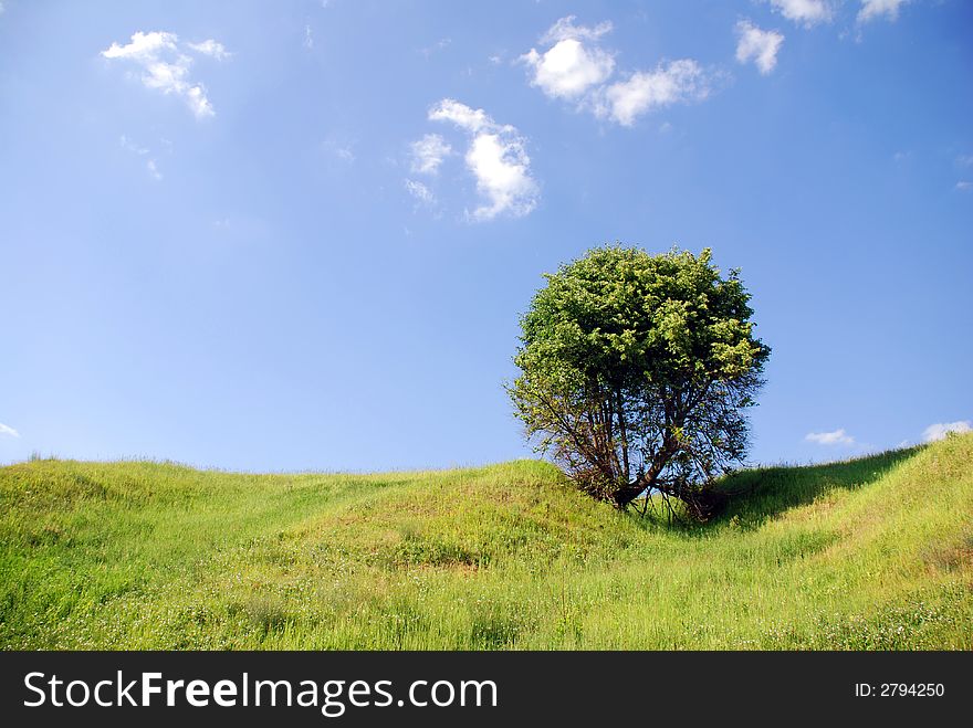 Solitary tree under the blue sky