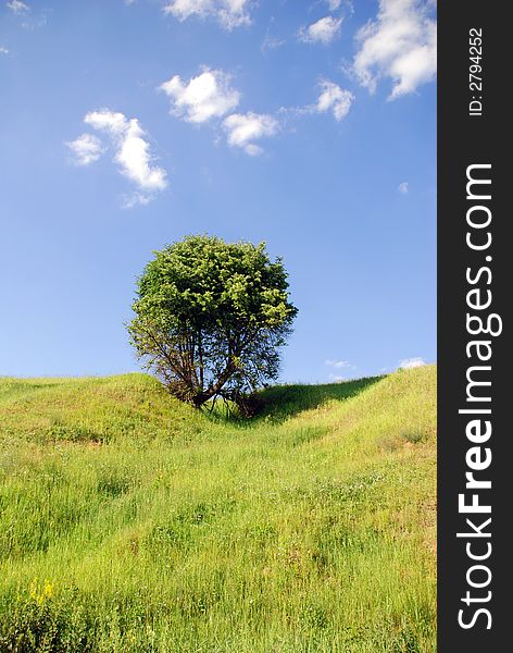 Solitary tree in the meadow