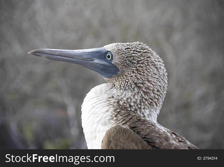 Blue-footed boobie from the Galapagos. Blue-footed boobie from the Galapagos.