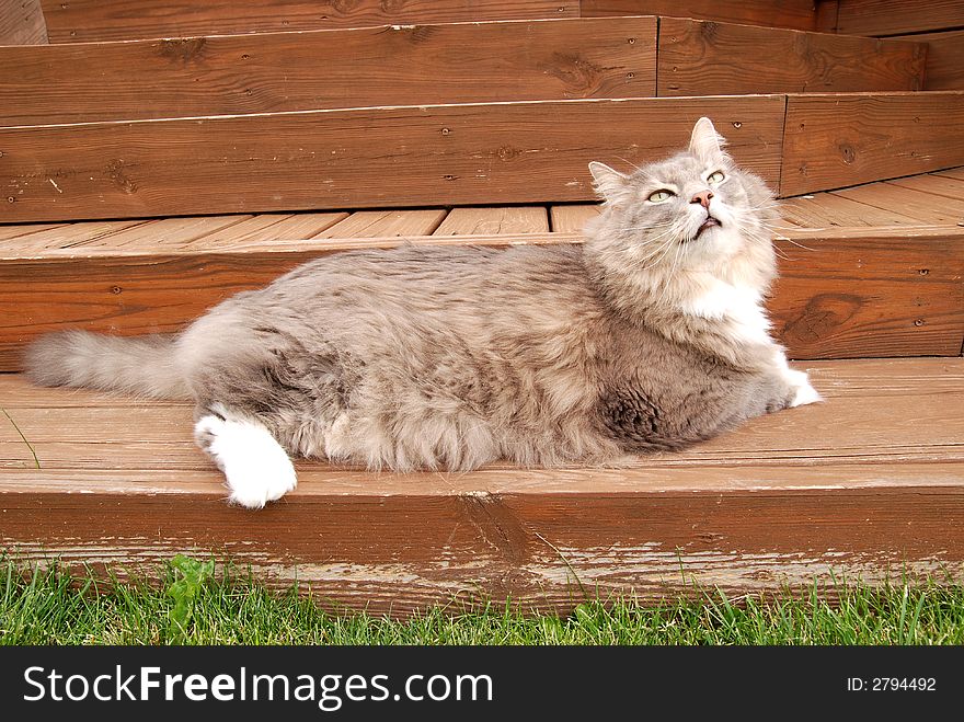 A fluffy kitty relaxing on porch steps. A fluffy kitty relaxing on porch steps