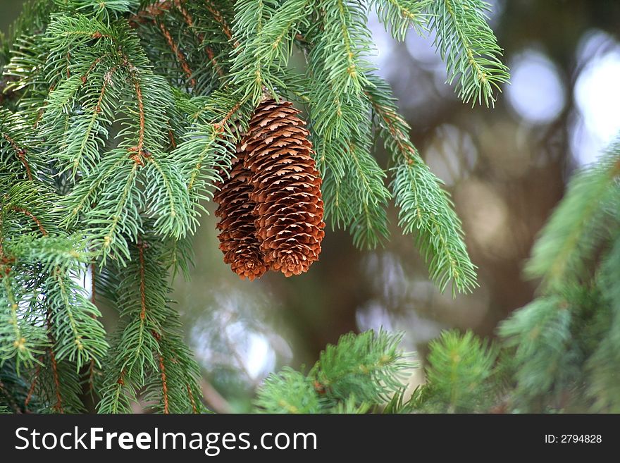 Spring Pine Cones Hanging In An Evergreen