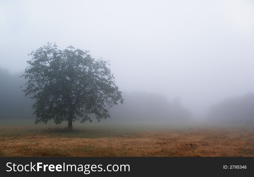 Tree isolated by the heavy fog early in the morning in Chianti. Cool tone image. Tree isolated by the heavy fog early in the morning in Chianti. Cool tone image.