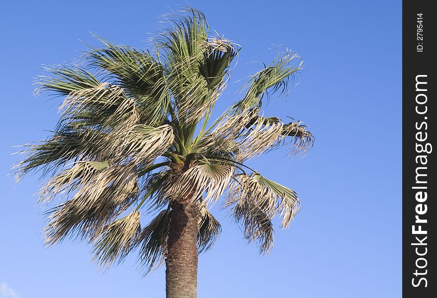 Palm tree over blue sky