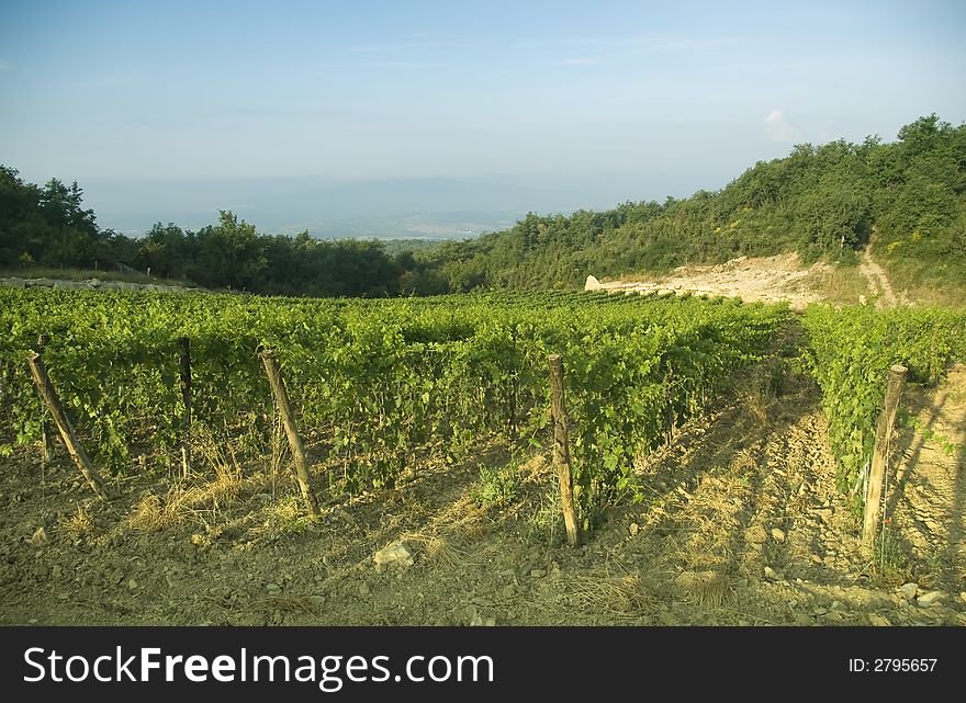 Fog wraps up some vineyards in chianti, Tuscany. Fog wraps up some vineyards in chianti, Tuscany