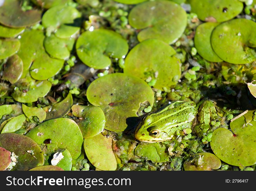 Frog at water with plants.