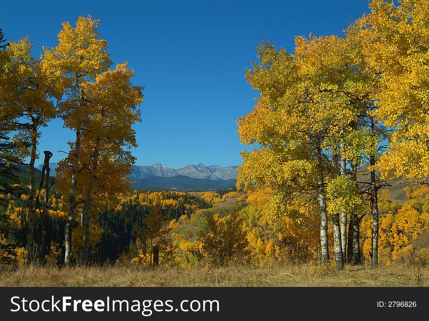 Fall colours showing in the Sheep River valley, located in the foothills of Alberta, Canada, with the Rocky Mountains in the background. Fall colours showing in the Sheep River valley, located in the foothills of Alberta, Canada, with the Rocky Mountains in the background.