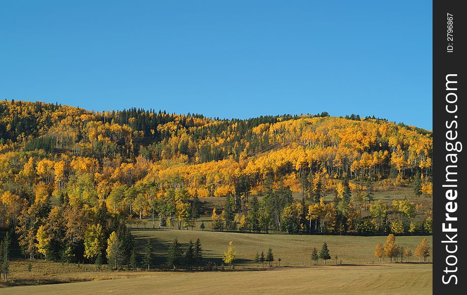 Foothills alive with fall colours above fields near Pridis Alberta in the foothills. Foothills alive with fall colours above fields near Pridis Alberta in the foothills.