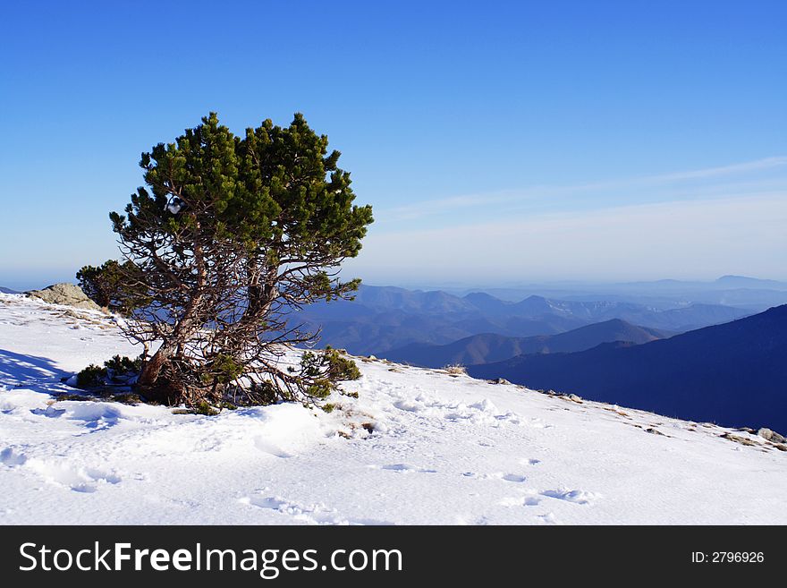 Small tree on a mountaintop in winter. Small tree on a mountaintop in winter