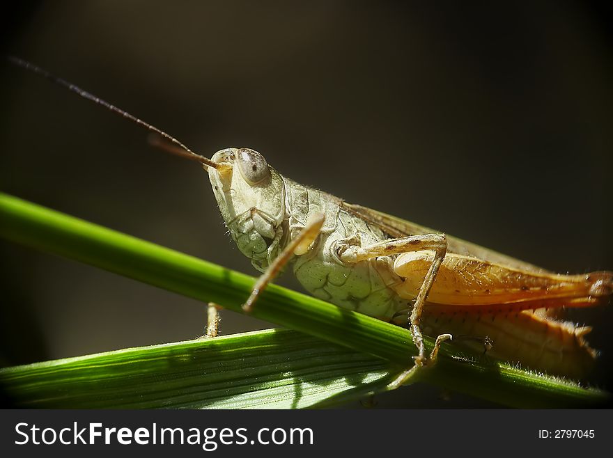 Grasshopper macro. Beautiful portrait. Grass.Decticus verrucivorus.