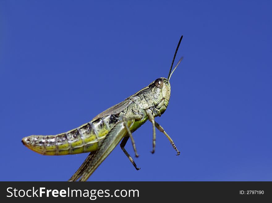 Jumping grasshopper on a background of the sky