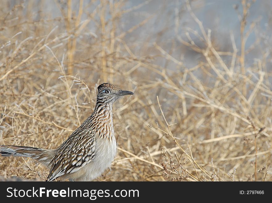 A roadrunner bird from southern New Mexico.