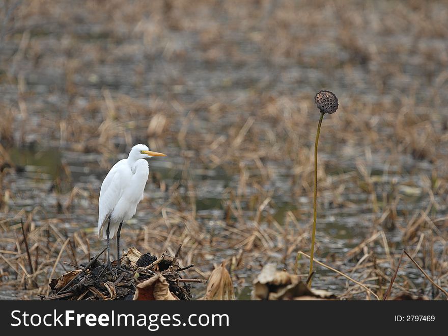 A white egret stands in a dried up wetland.