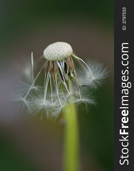 Macro of dandelion seeds falling