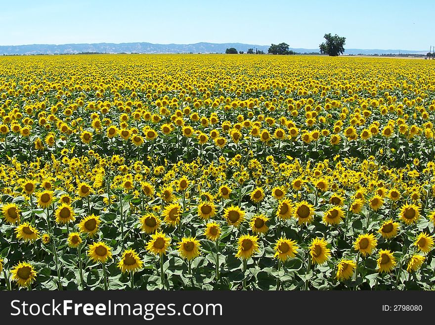 California Sunflower Field