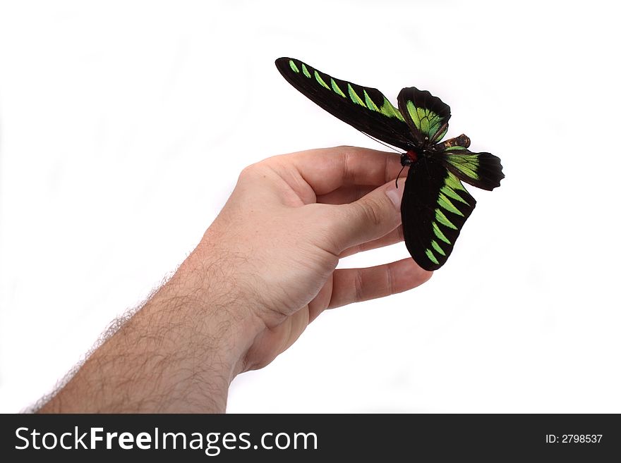 Butterfly on human hand on white background