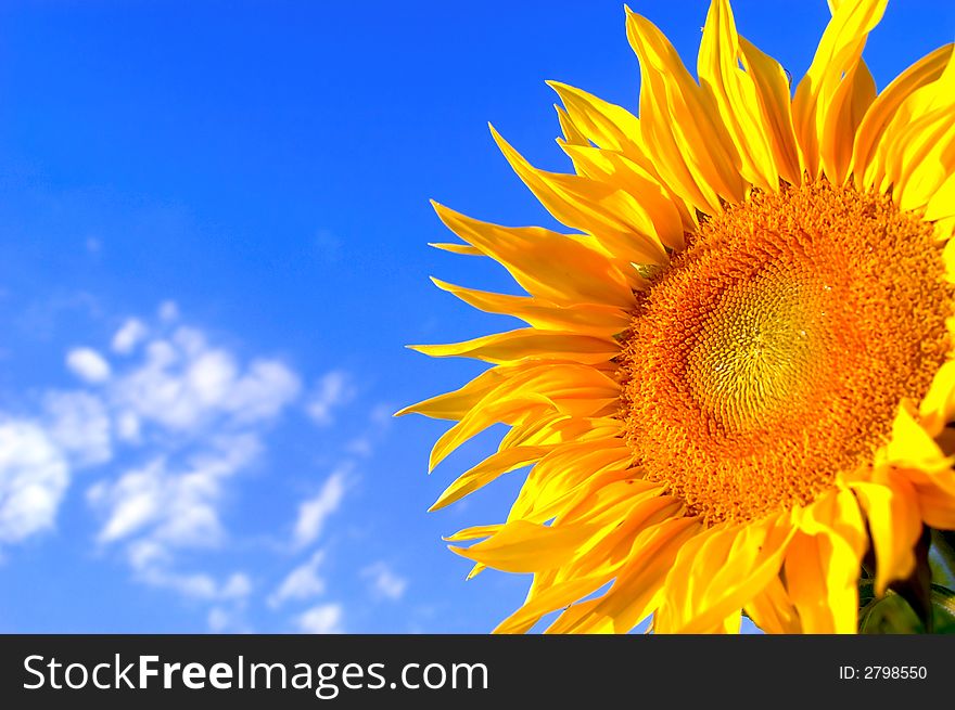 An image of sunflower on background of sky