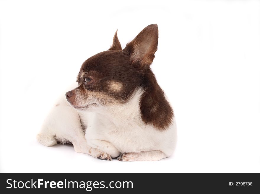 Short hair chihuahua on the white background