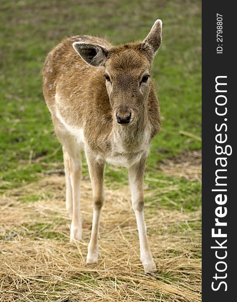 Whitetail fawn standing on hay