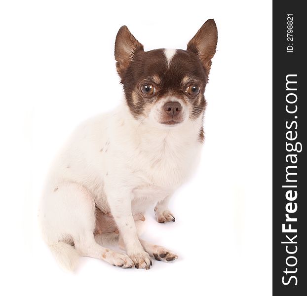 Short hair chihuahua on the white background