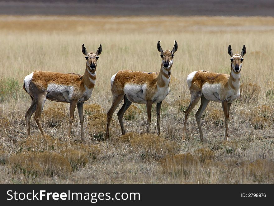 Three antelope looking directly at the camera in unison. Three antelope looking directly at the camera in unison.