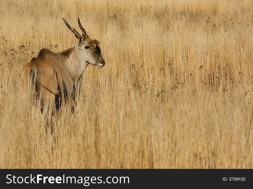 Eland buck in some long grass. Eland buck in some long grass