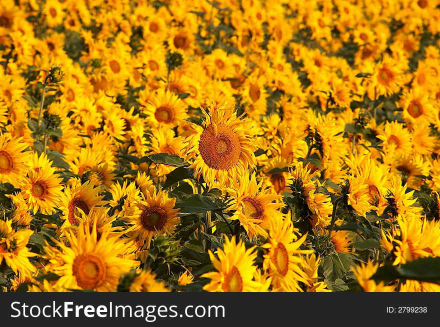 An image of yellow field of sunflowers. An image of yellow field of sunflowers