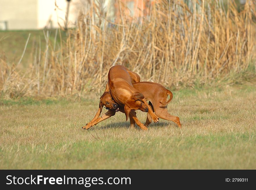 Two Rhodesian ridgebacks playing and running together across the meadow with power and speed